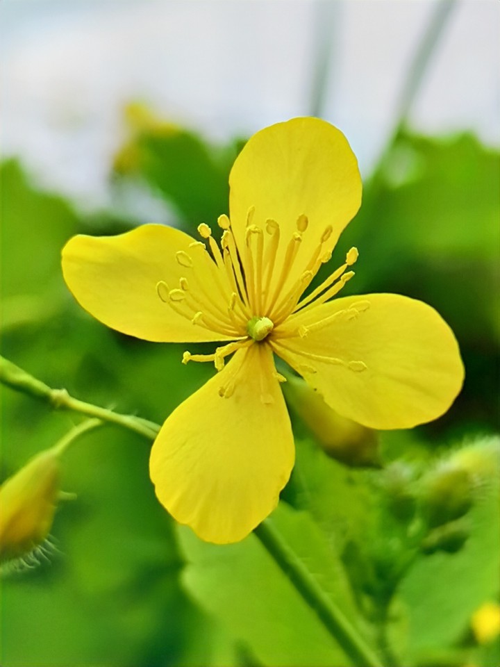 Snake Milk Flower