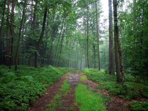 forest