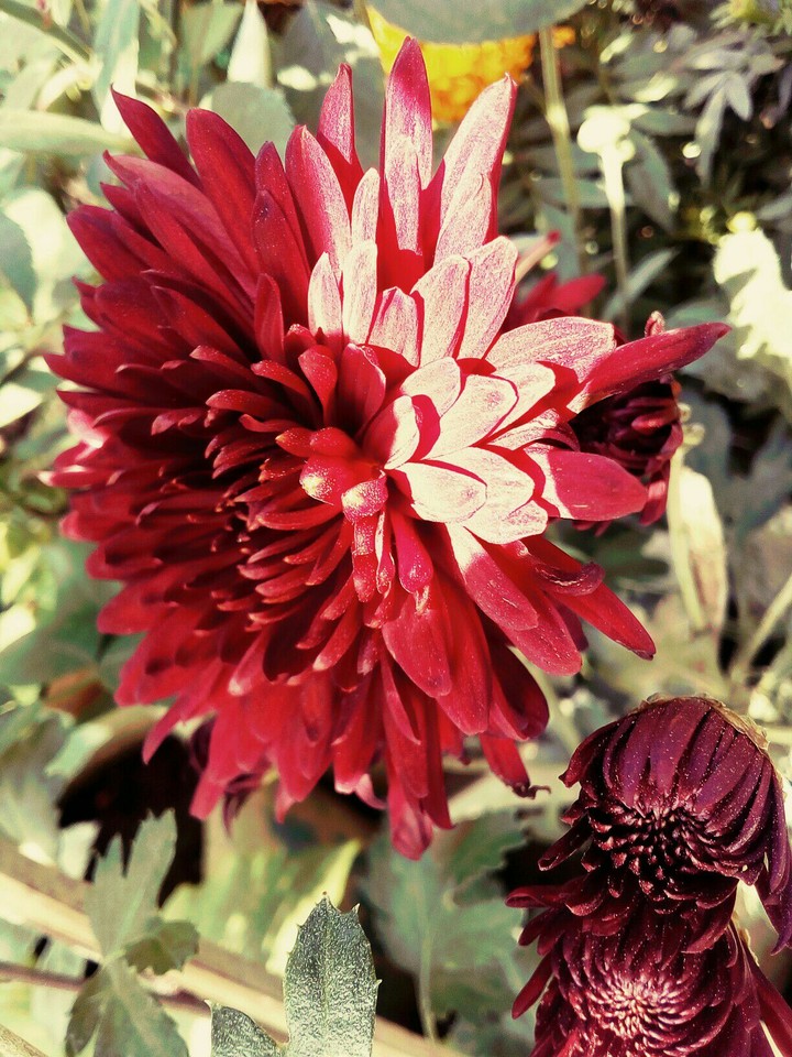 colour of the natural.
