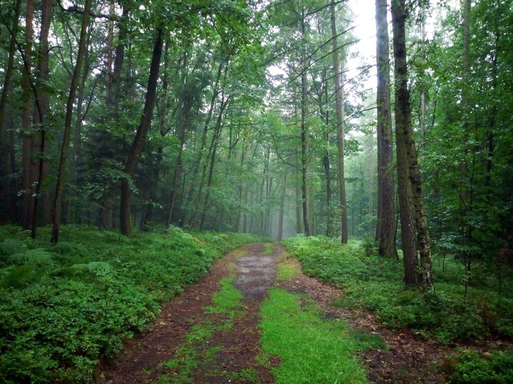 forest