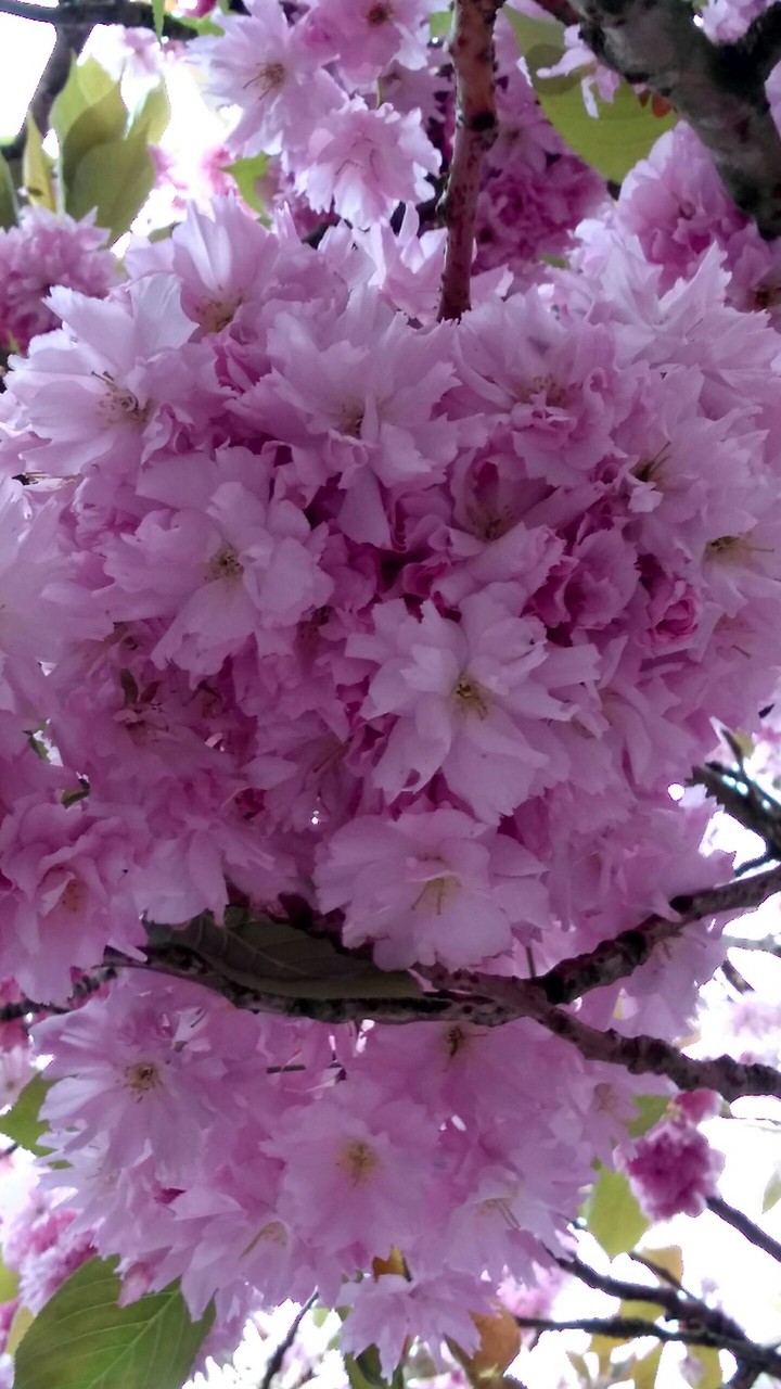blossom
