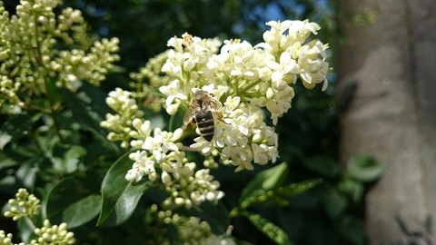 subshrub, nannyberry वॉलपेपर