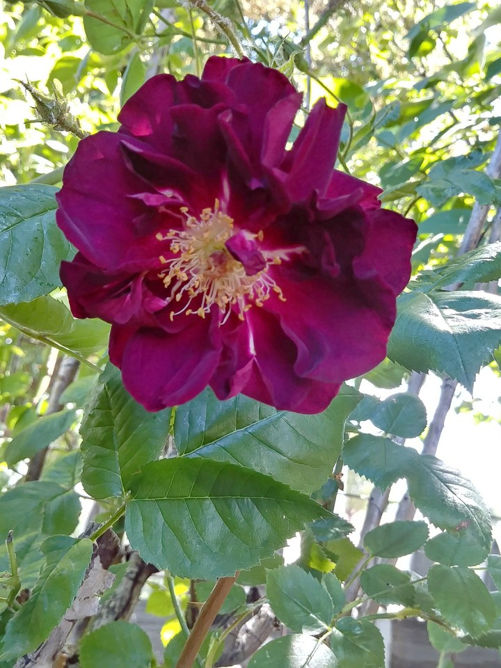 Wild Rose