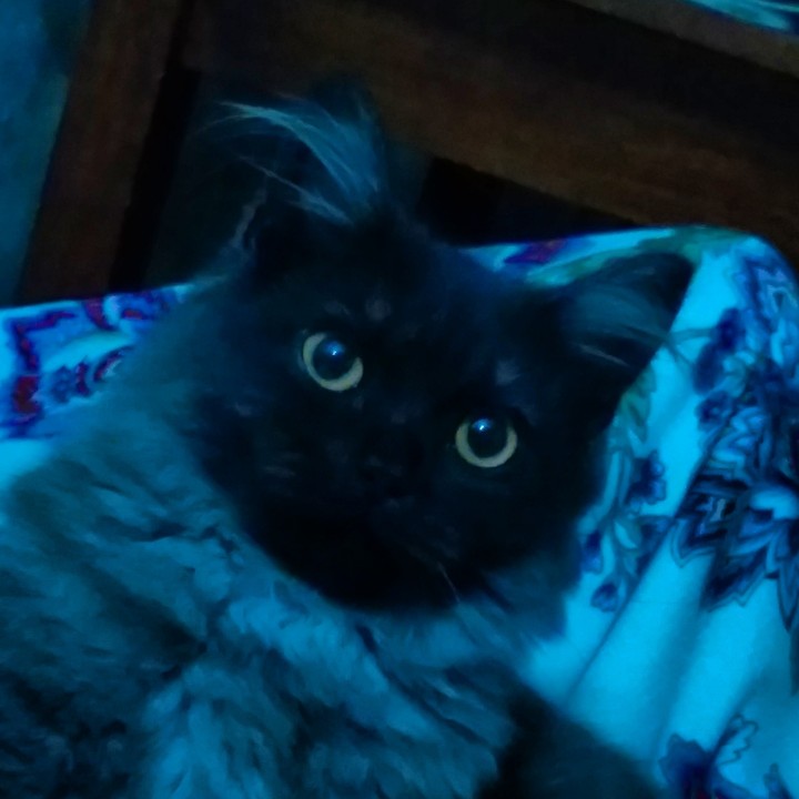мой любимец