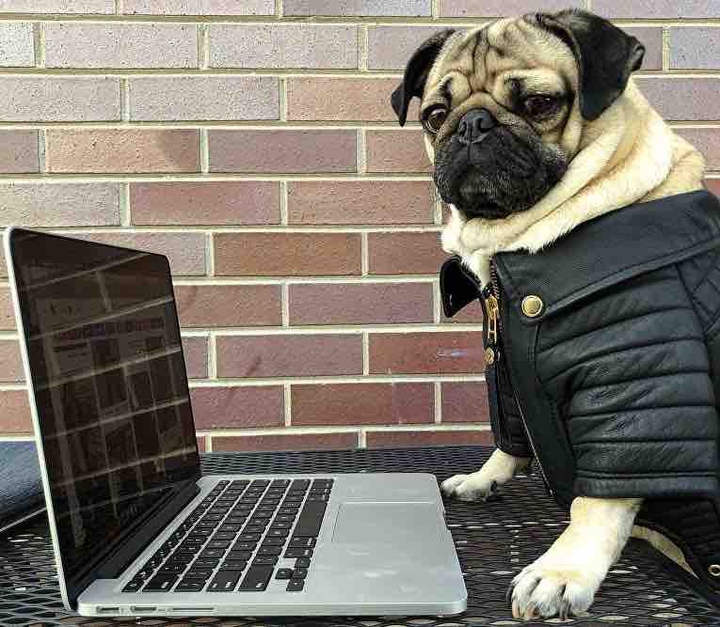 dog look a laptop YouTube