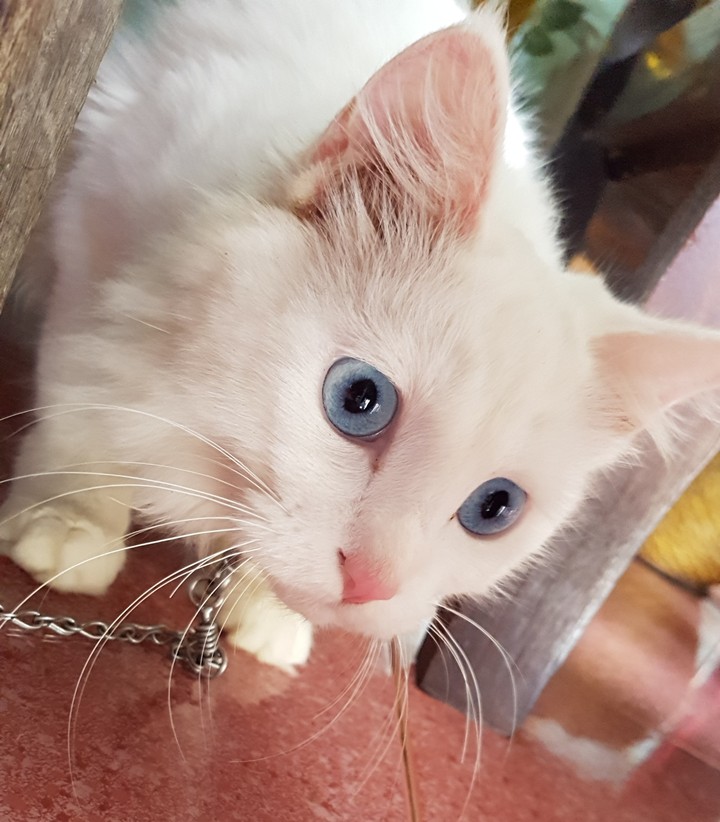 Lovely cat