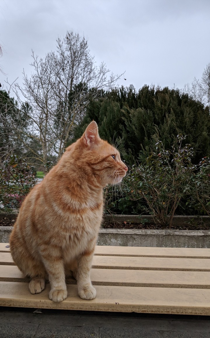 Orange fluffy cat