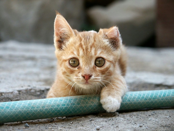 baby cat