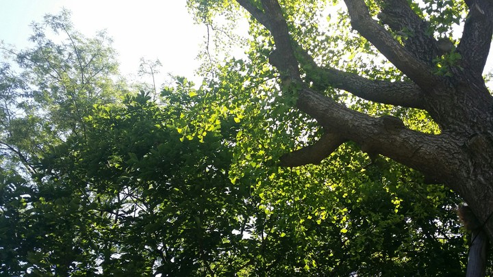 forest