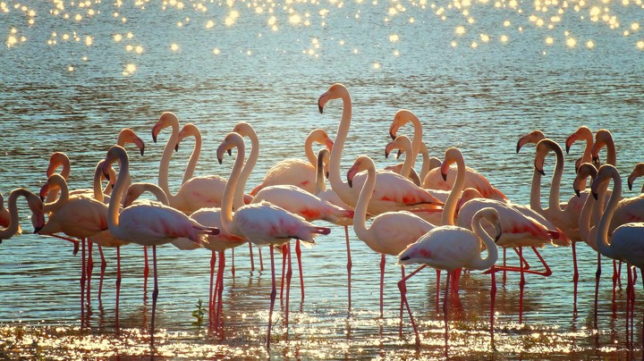Flamingo
