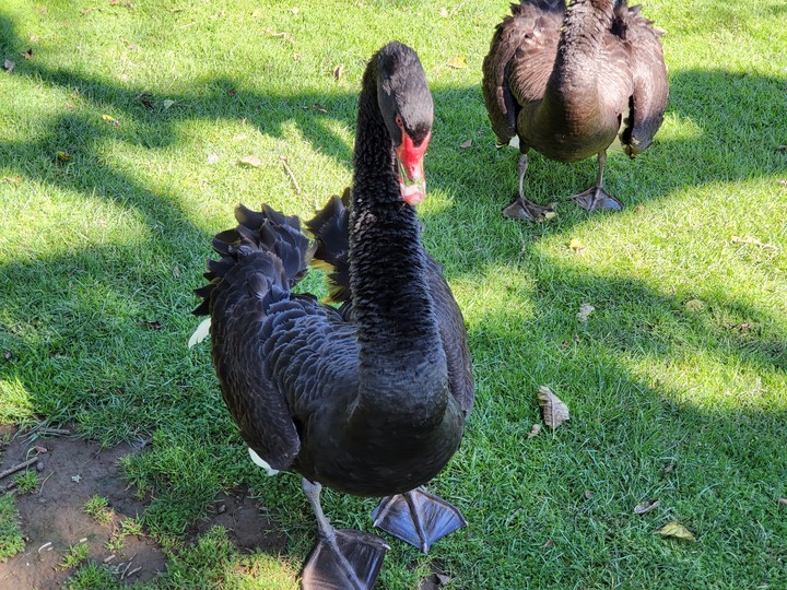 Western Springs Lakeside Park, Auckland, New Zealand