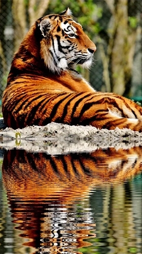 tiger