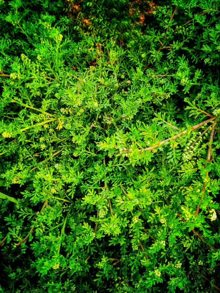 grass