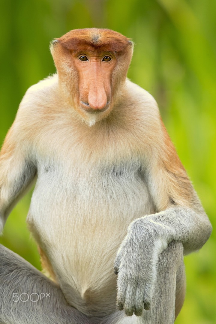 Proboscis Monkey
by Milan Zygmunt