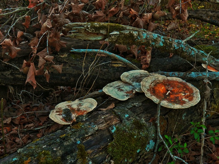 mushrooms on a fallen tree.