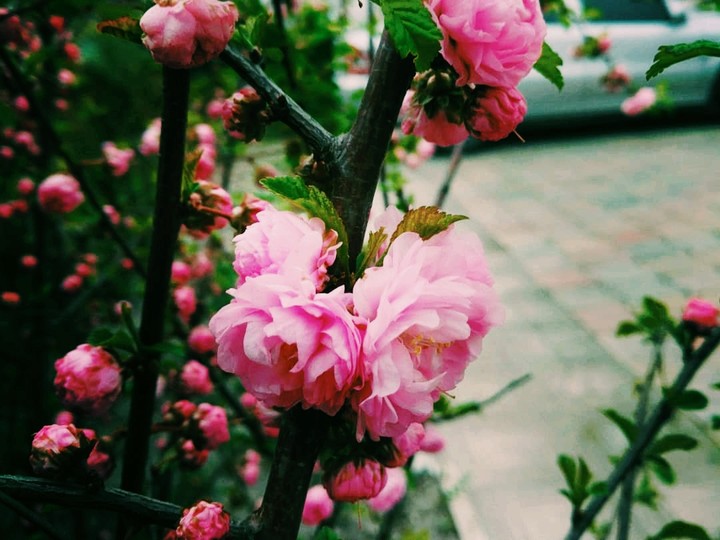 flowers