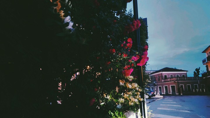 fiori