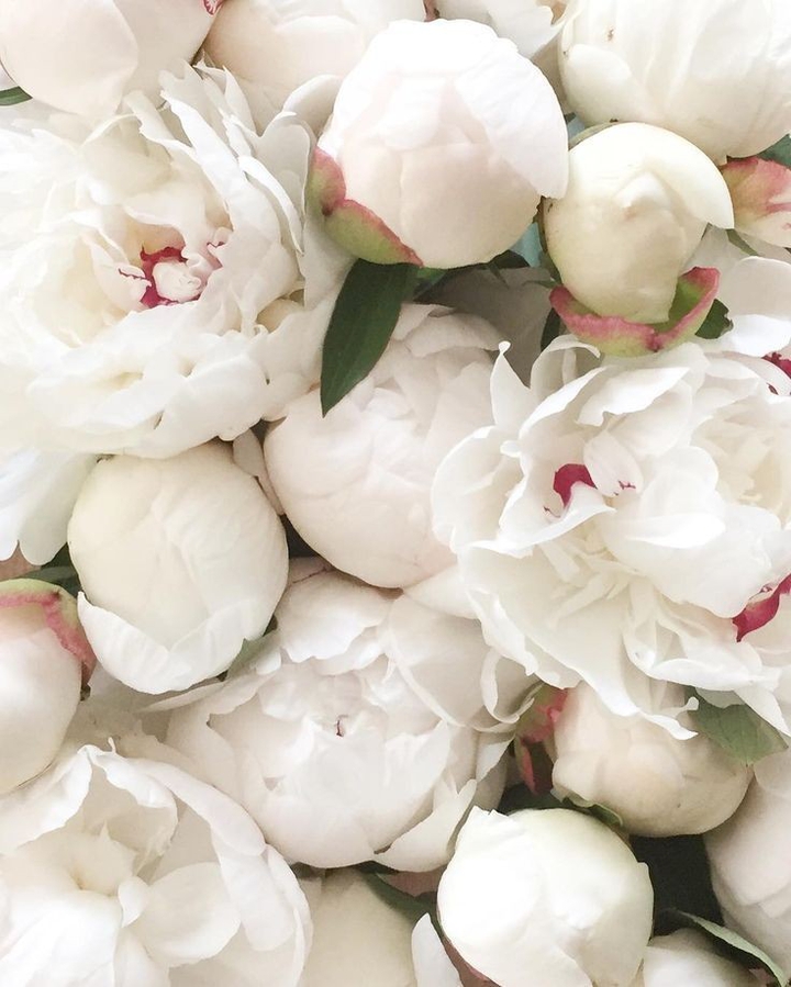 Peonias ❤️