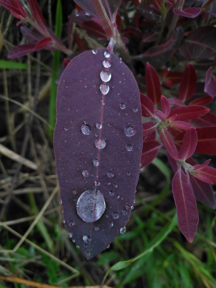 drop
