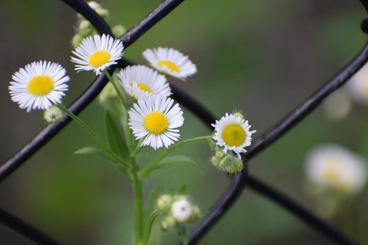 white flower