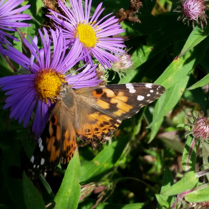 butterfly