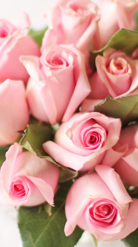 petal, flower वॉलपेपर