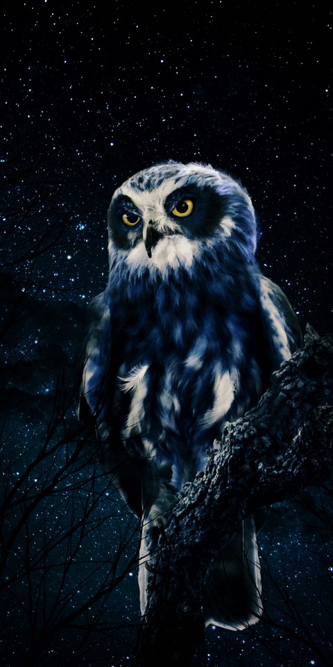 Night owl
