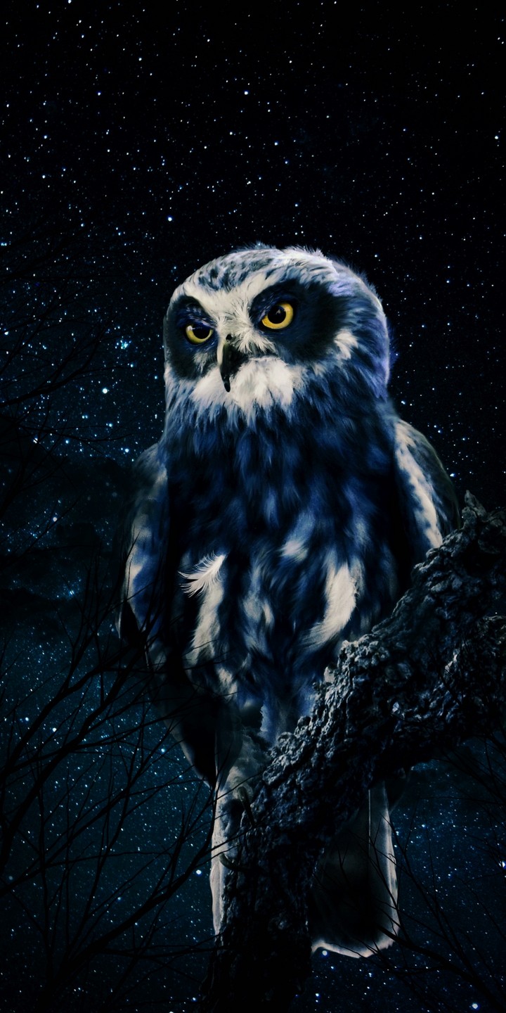 Night owl