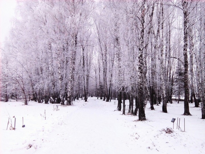 Берёзовая роща зимой, Россия/Birch Grove in winter, Russia