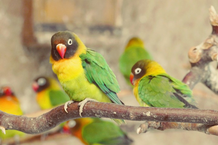 So schön bunt! Im Zoo Osnabrück