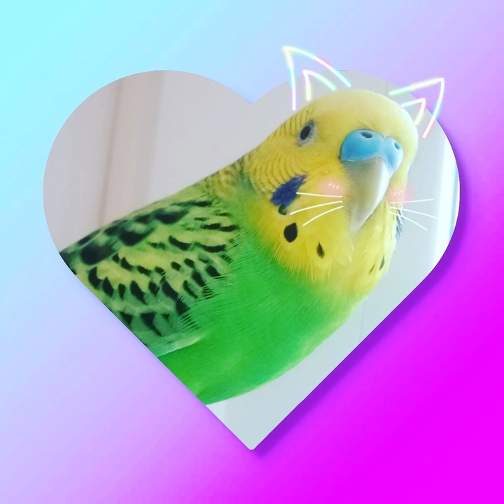 мой попугай (๑• . •๑)