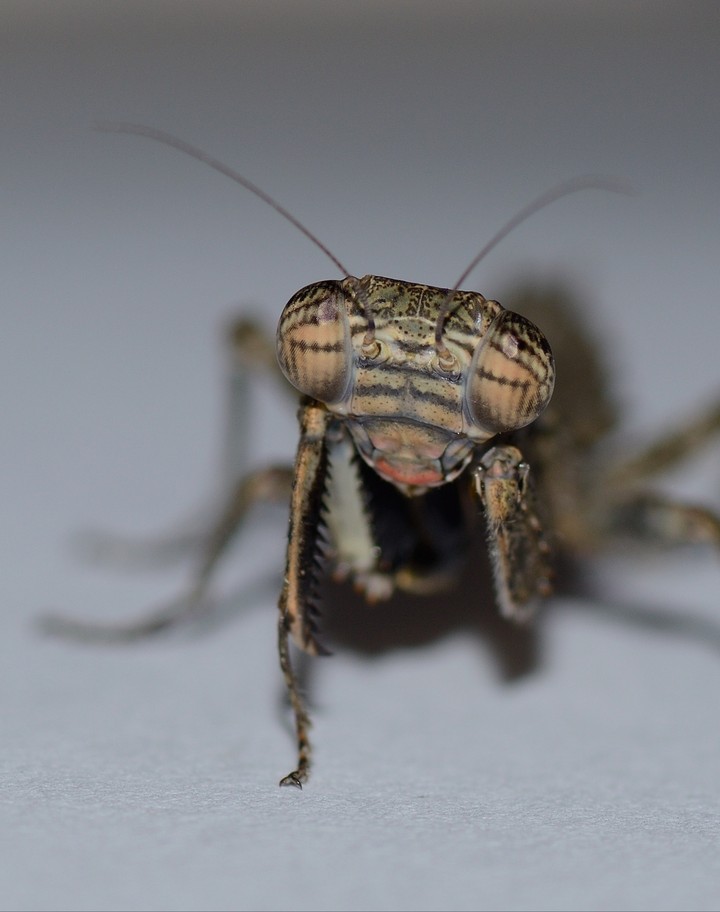 bark Mantid nymph