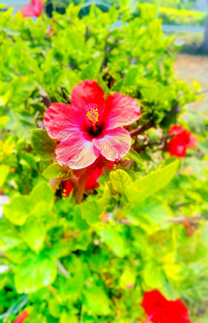 Reed rose