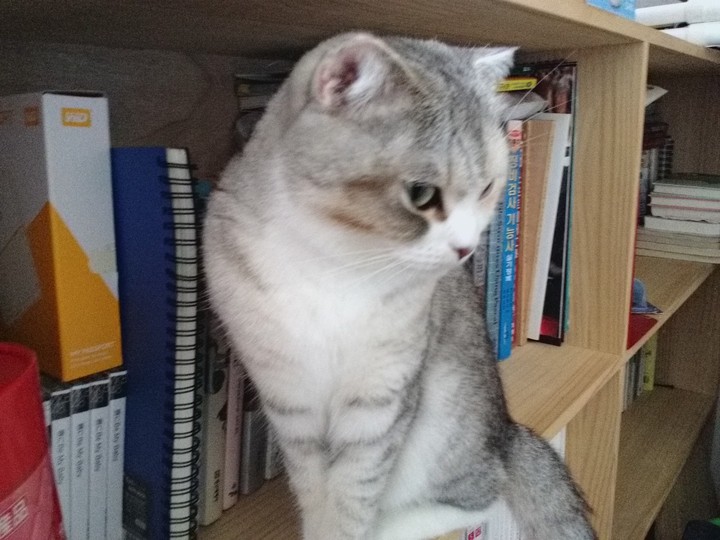 cat
