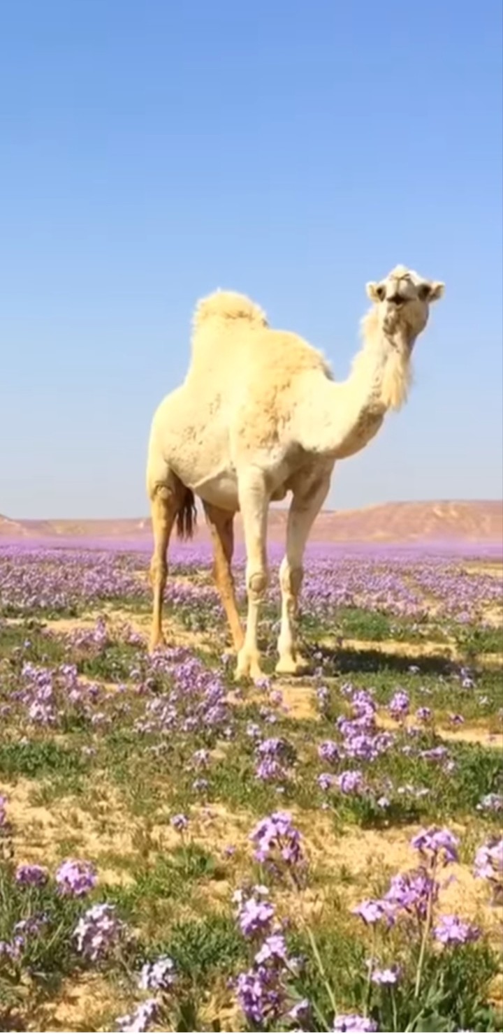 قال الله تعالى ( أفلا ينظرون إلى الابل كيف خلقت )