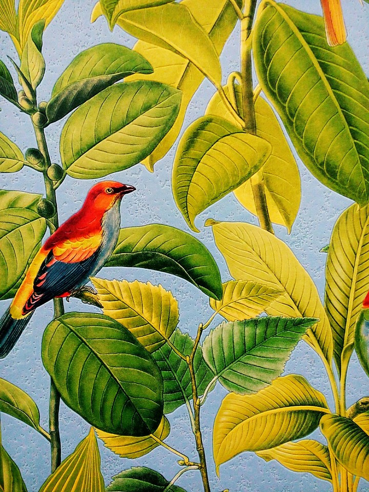Birds