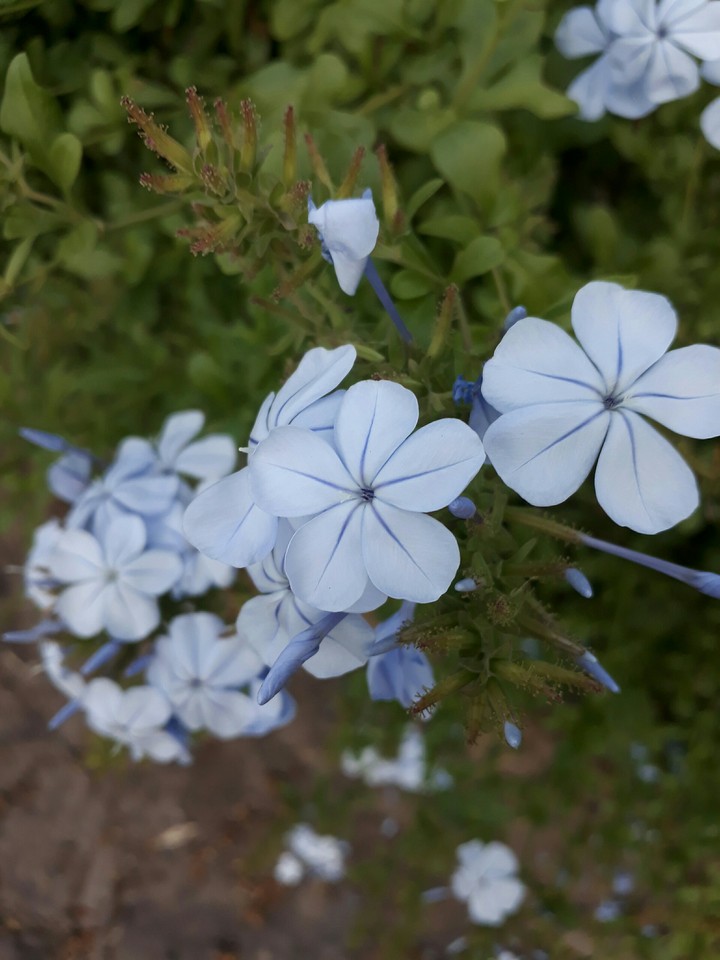 flowers