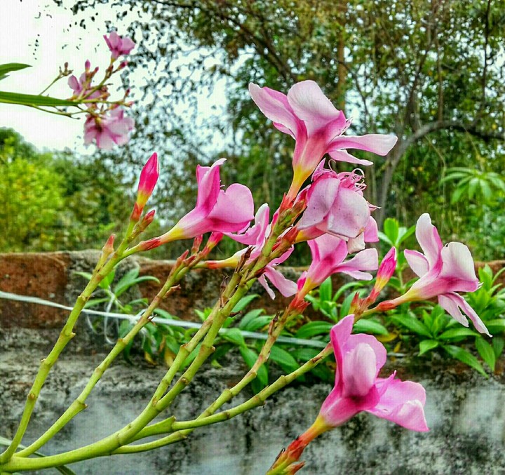 pink flowers