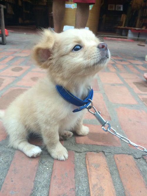 puppy