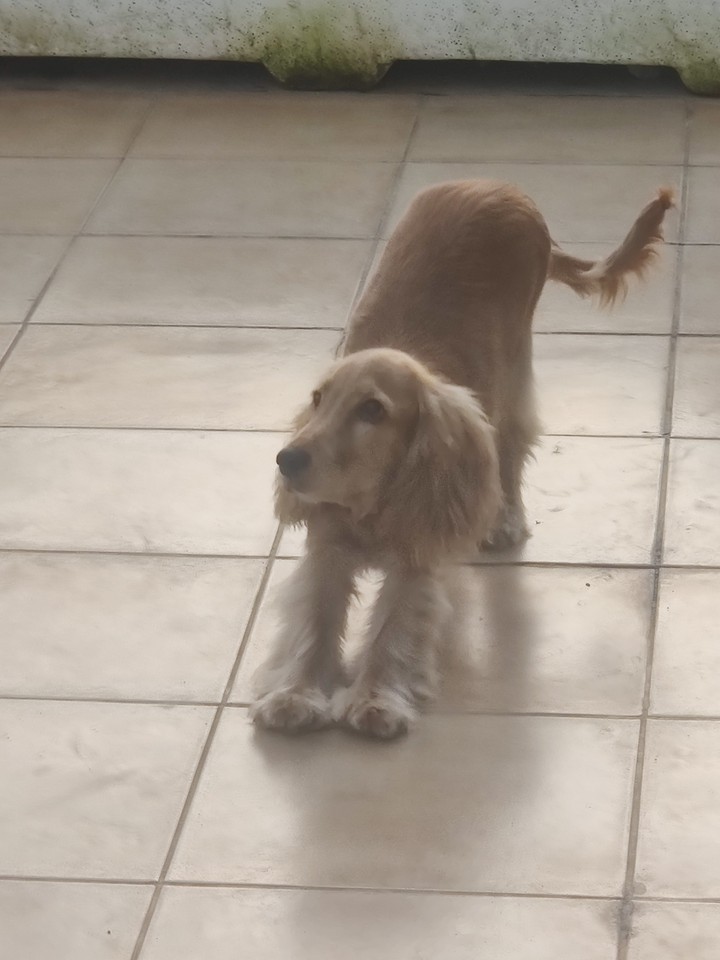 spaniel