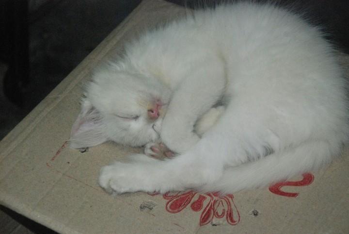sweet sleeping cat