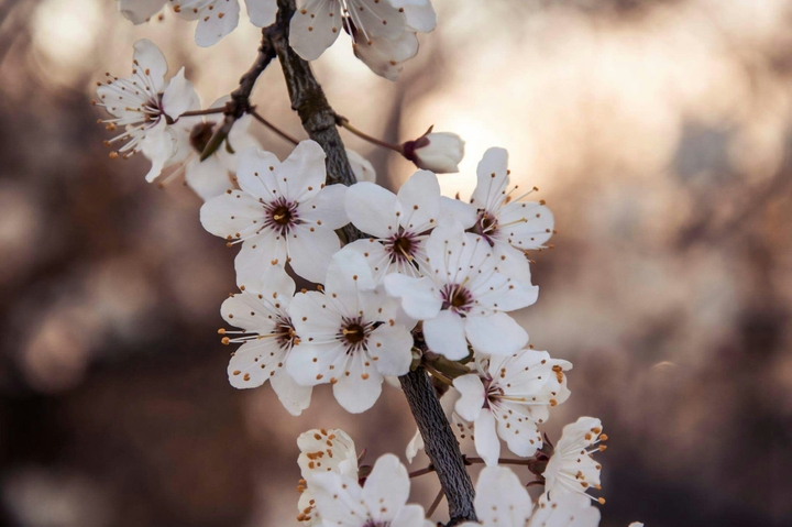 spring