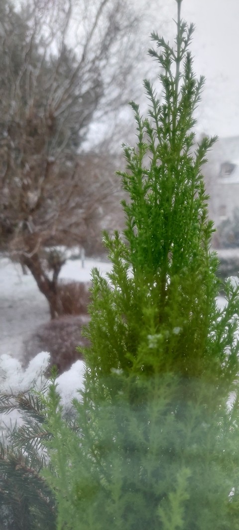тапети twig, plant