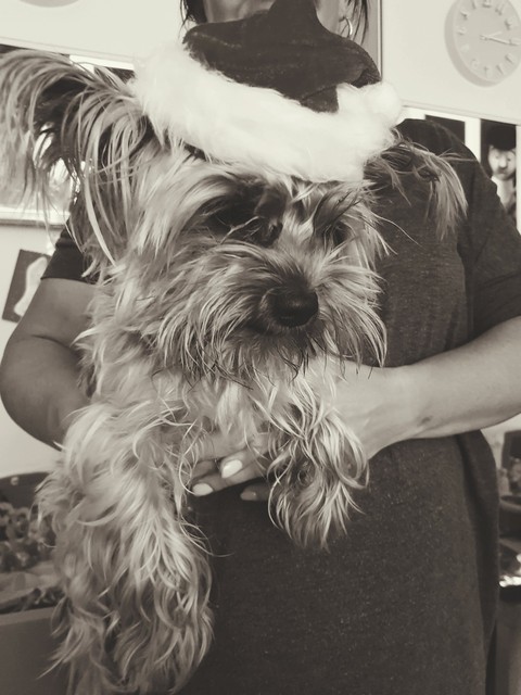 my dog