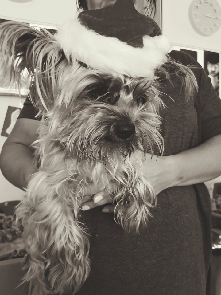 my dog