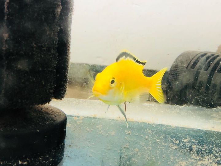 fishy 