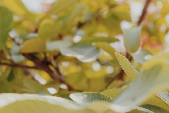 Tree Leaf