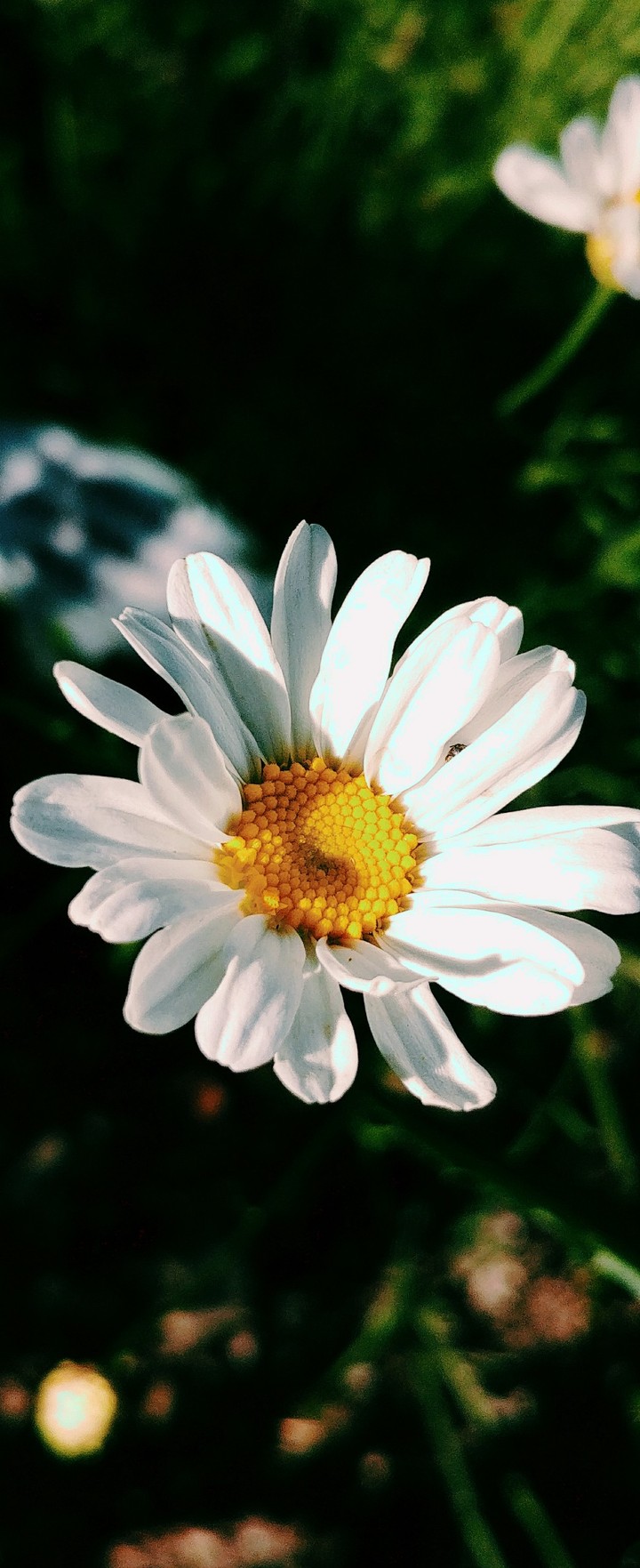 Chamomile