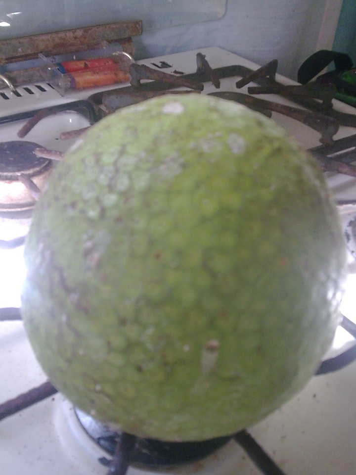 #breadfruit