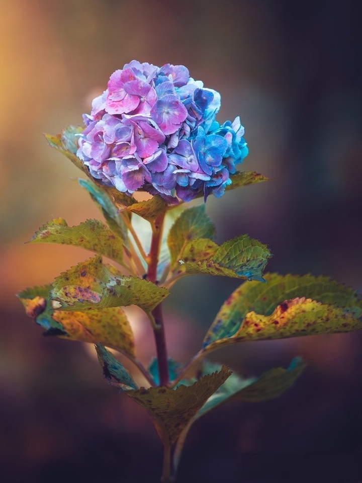 Beautiful Flower